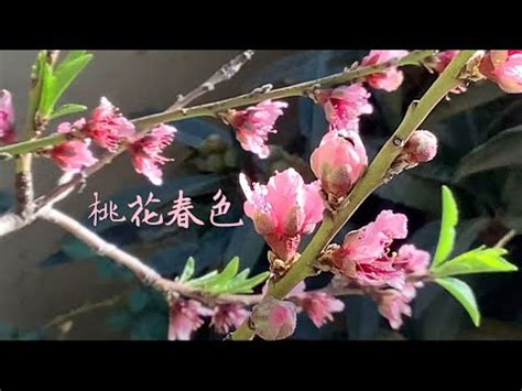 桃花結果風水|【桃花結果】化解桃花煞！掌握桃花樹結果時機，驅散。